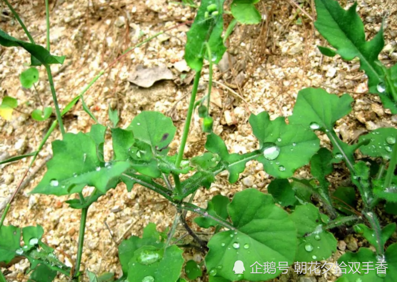 农村常见的一种野草,人称"羊蹄草,味道似茼蒿,很美味