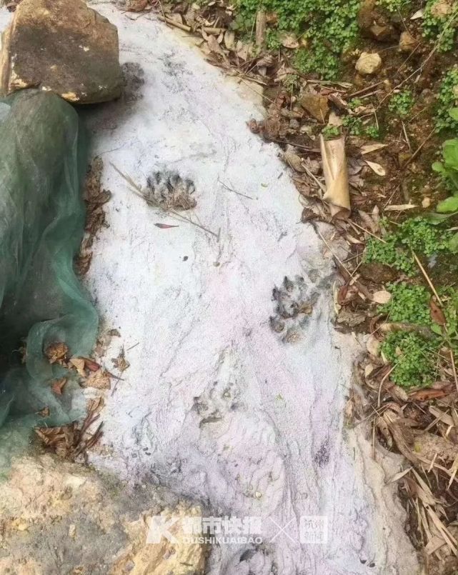 乐清南阳村养殖场附近拍到的疑似野兽脚印的脚印