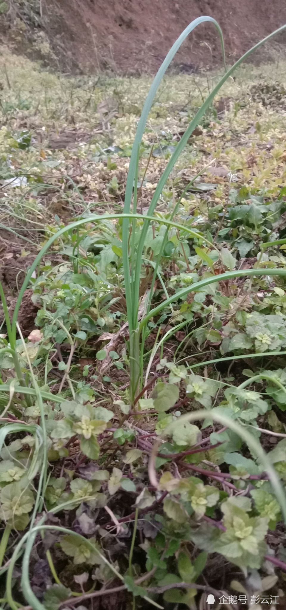 农村山上常见的野葱,能治疗很多疾病