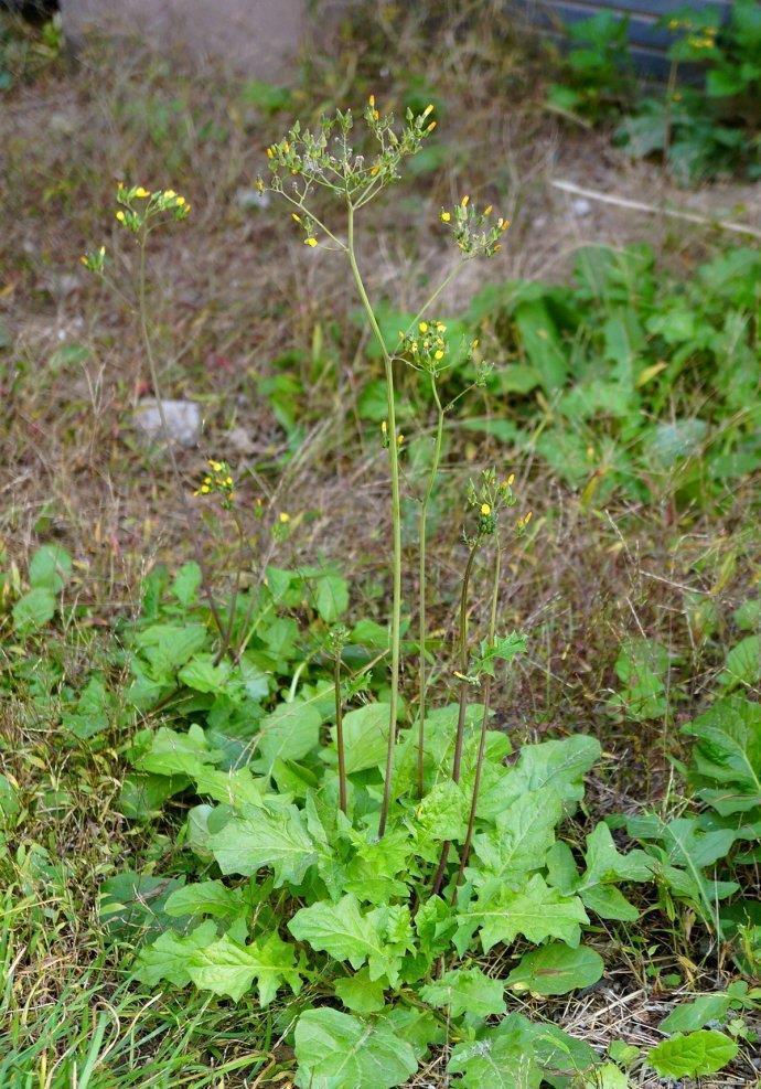 人称"还阳草",价值很大,如果野外遇见不认识就可惜了