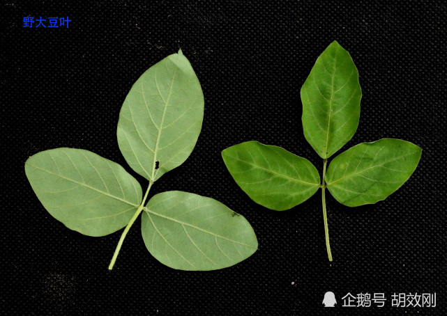 豆科野大豆花,花序,花群体,果序,果群体,根,茎及叶原图