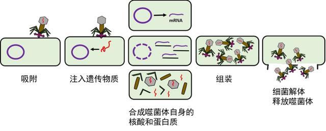 噬菌体感染细菌的过程,主要有五步.