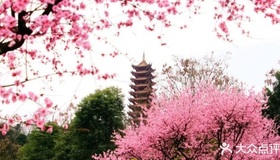 重庆丨照母山森林公园