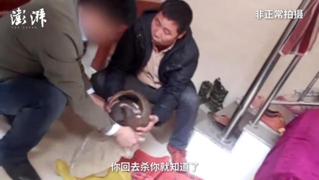 媒体暗访广西穿山甲交易现场：两只卖上万元(图)