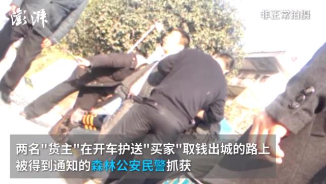 媒体暗访广西穿山甲交易现场：两只卖上万元(图)