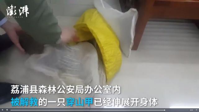 媒体暗访广西穿山甲交易现场：两只卖上万元(图)