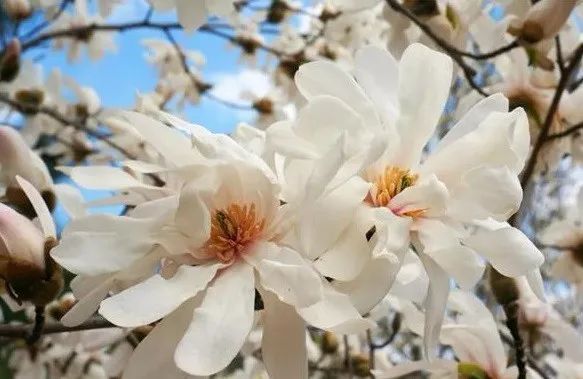 春季北京到哪儿可以观赏玉兰花?您就去这几个地方