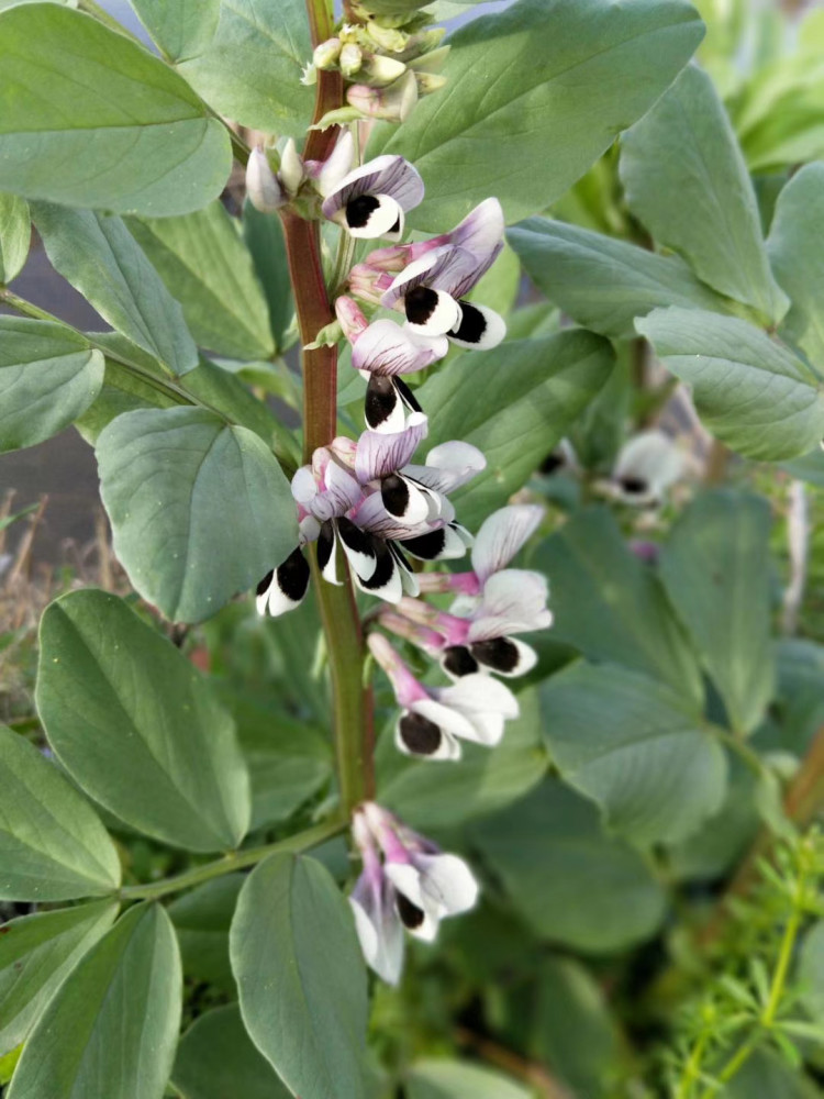 院子里的蚕豆花开了