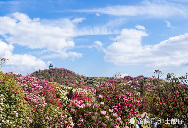 景区位置:贵州省毕节市大方县普底乡大荒村中国百里杜鹃风景名胜区