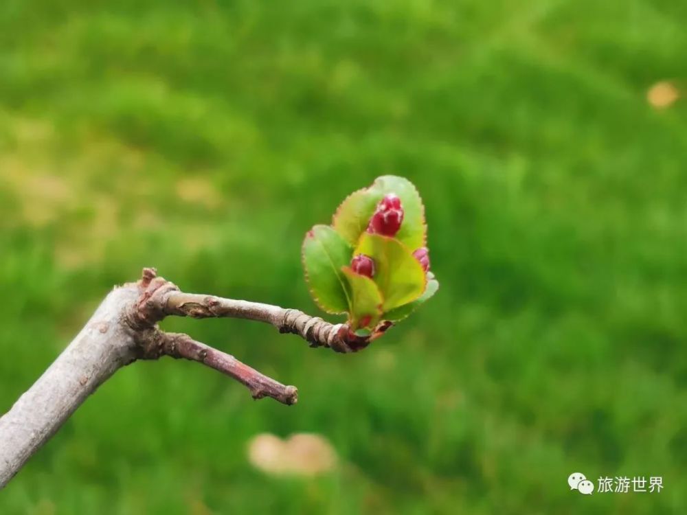 今日惊蛰:愿所有美好,都和春天一起苏醒!