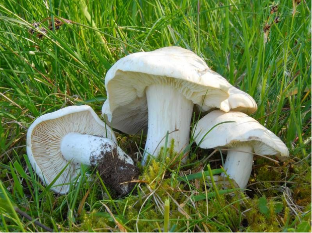 野生白蘑整体外观白蘑喜生长在北方草原的蘑菇圈带边缘上白蘑子实体的