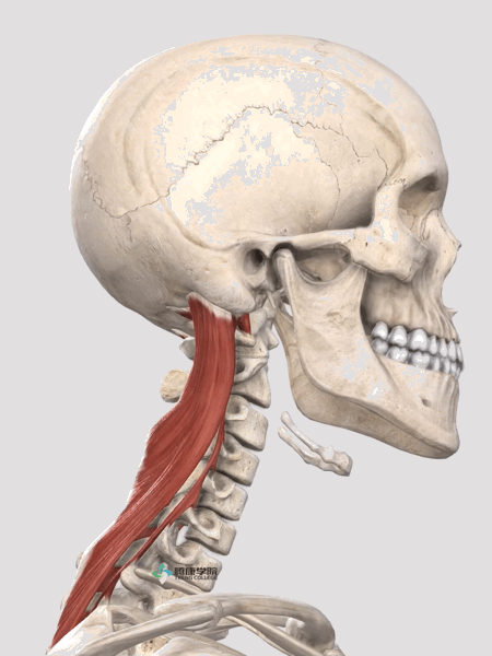头颈部运动肌肉神经详解|颈部|斜方肌