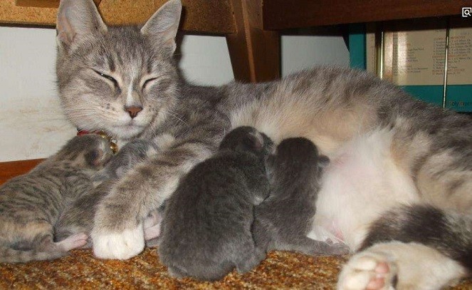 猫咪经常把幼崽叼给宠主,是想弃养还是想偷懒?