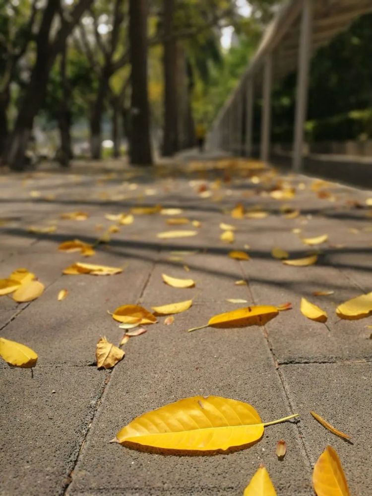 一边是百花盛开,一边是落叶纷飞……一眼看两季的奇景