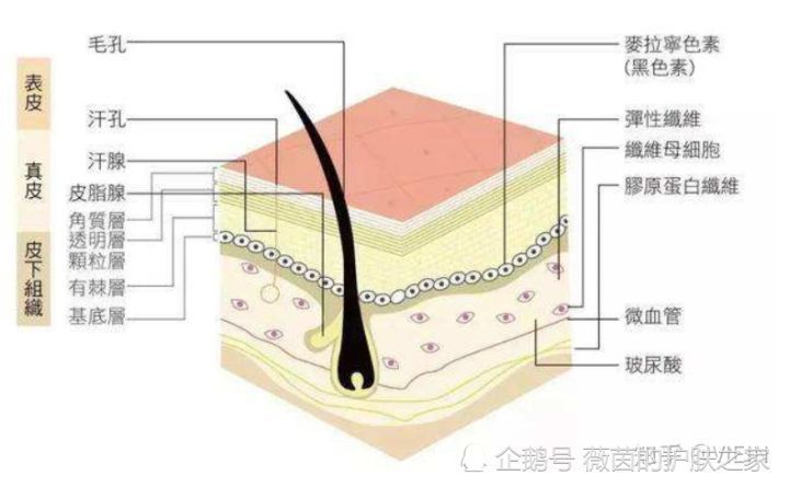 我们要想了解毛孔形成粗大的原因,首先要搞清楚毛孔的结构和作用