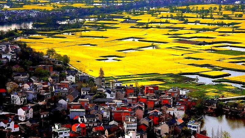 4, 新安江山水画廊油菜花