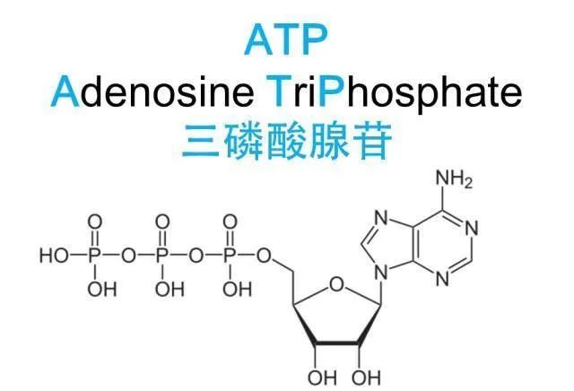 atp-磷酸肌酸供能系统:由三磷酸腺苷与磷酸肌酸组成,提供能量较少