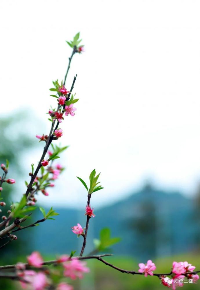阳春三月 三都千亩桃花迎春开