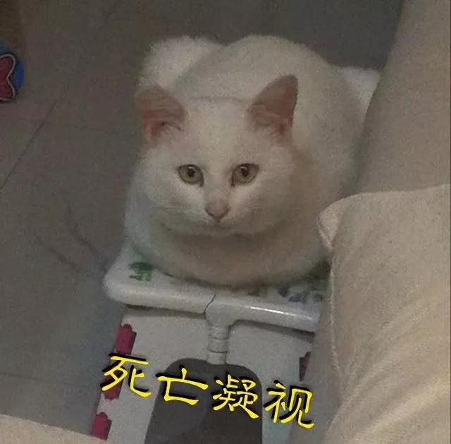 养猫和相亲一样是要合眼缘的