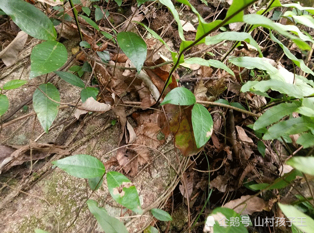 这种植物叫做崖姜长在悬崖上是很好的草药遇到请重视