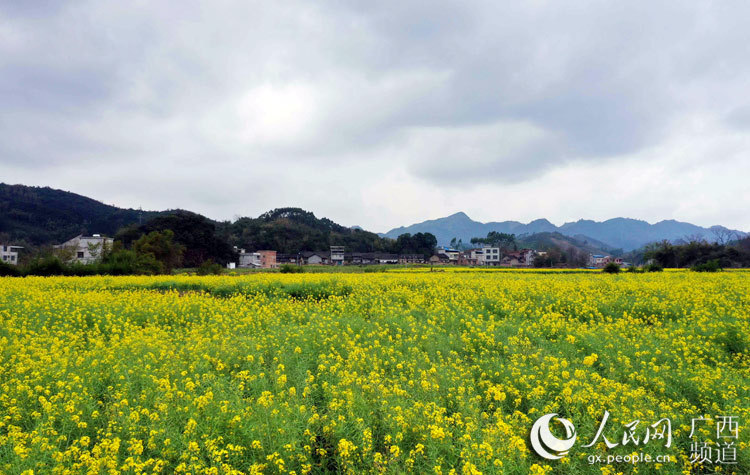 阳春时节,广西柳州市融安县气温回升,雨水充沛,3万余亩油菜花迎春开放