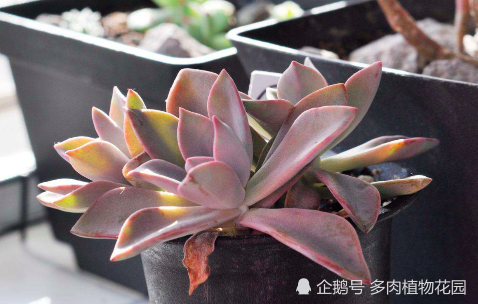 多肉初恋的繁殖方法