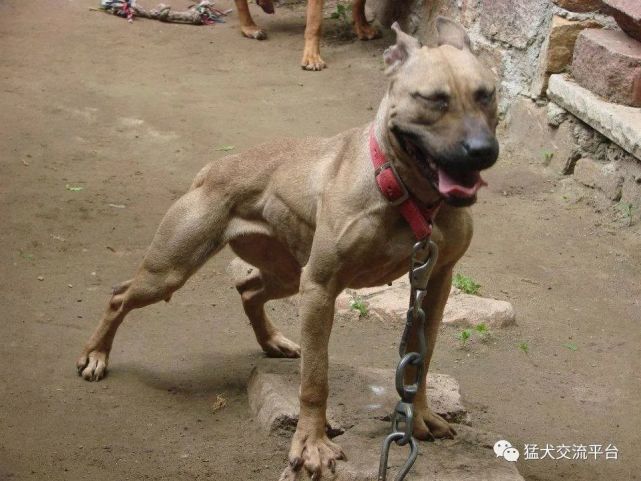 【精选肌肉图】比特犬国外高清美图第六篇