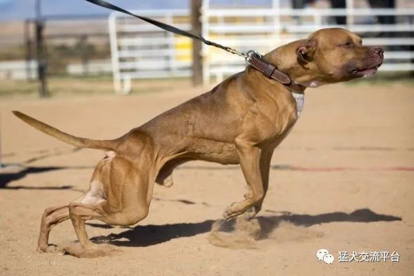 【精选肌肉图】比特犬国外高清美图第六篇