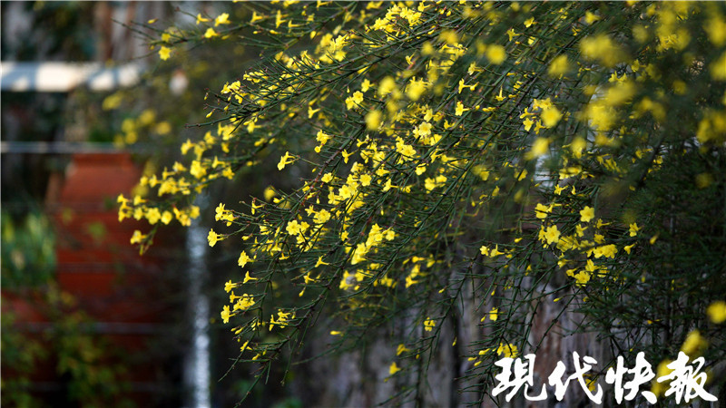 "迎春"江湖上线!南京盛开的小黄花你认识几种?