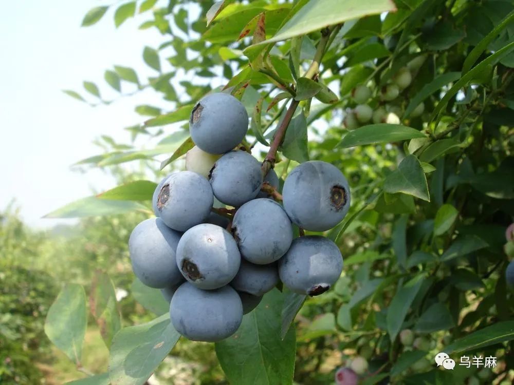 麻江蓝莓