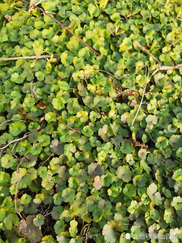 铺地锦,天胡荽属天胡荽,主治痰热咳嗽,很好用