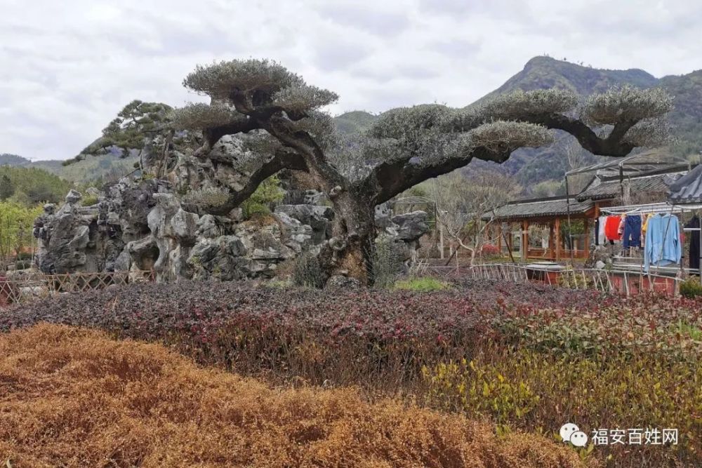 他山之石:云游闽东深山虎贝梅鹤村大观园