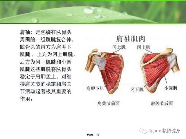 正常情况下 肩袖会把肱骨头稳定在肩关节中间