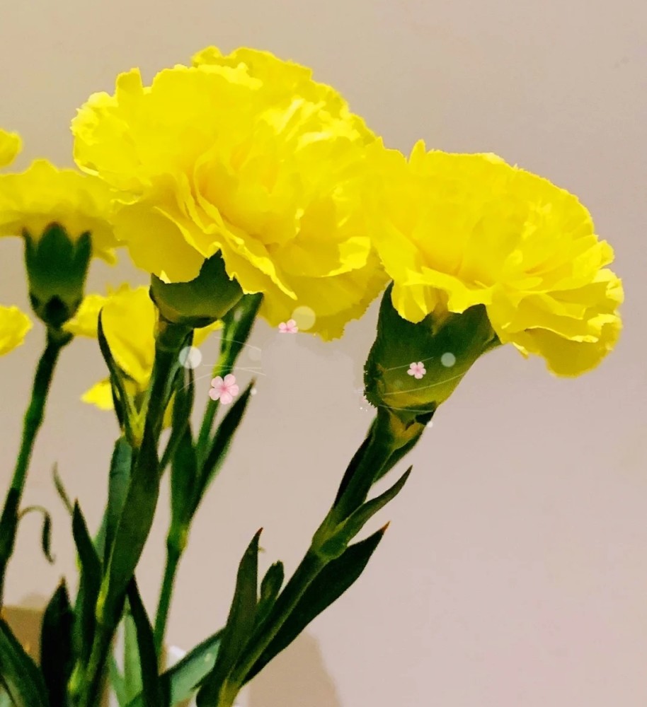 三八节花礼女神节该送什么礼物让你脱颖而出花之歌给你答案