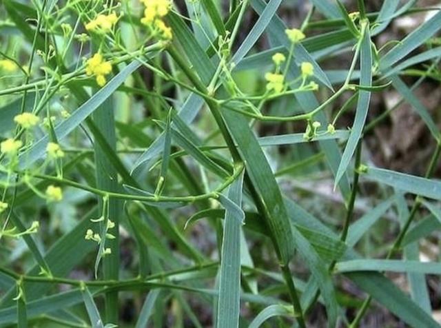 珍贵的1种野草 被称为 柴胡 春 秋两季采挖 晒干后值钱