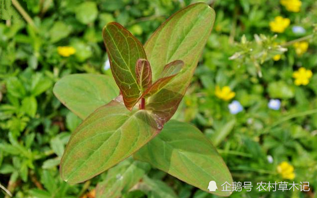有些地方也会叫它:"双合合","对经草"或是"对月草"等