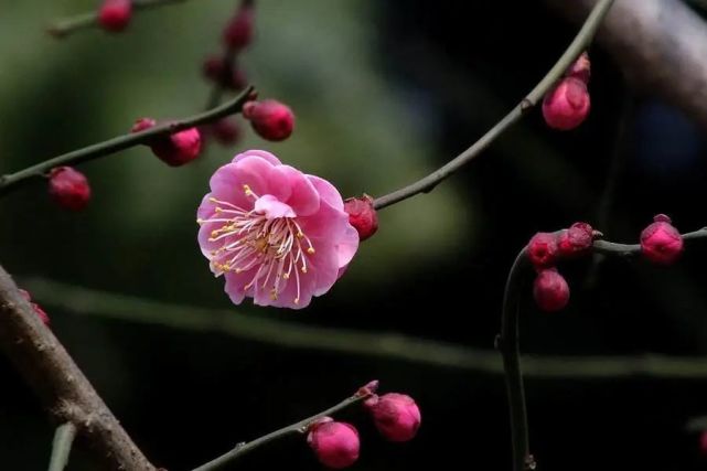 孤芳自赏间 小亭子和梅花相映成趣 真是别有一番意境