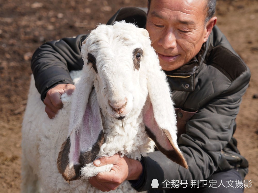 山西农民4万元买只长耳怪羊,狼狗看护特殊照顾,咋回事
