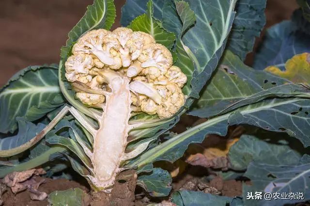 松花型花椰菜优质高产栽培技术