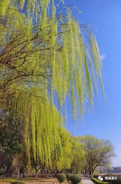 沾衣欲湿杏花雨,吹面不寒杨柳风故园肠断处,日夜柳条新.桃李风前多