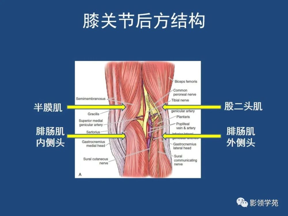 膝关节解剖详细图解