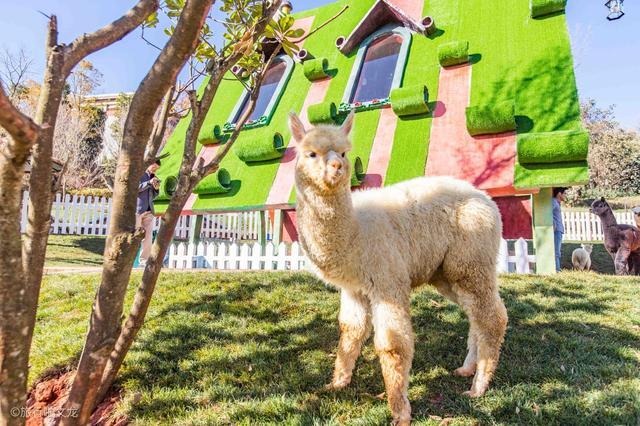 昆明旅游,去了朵拉萌宠乐园,珍贵的萌宠里有一头牦牛