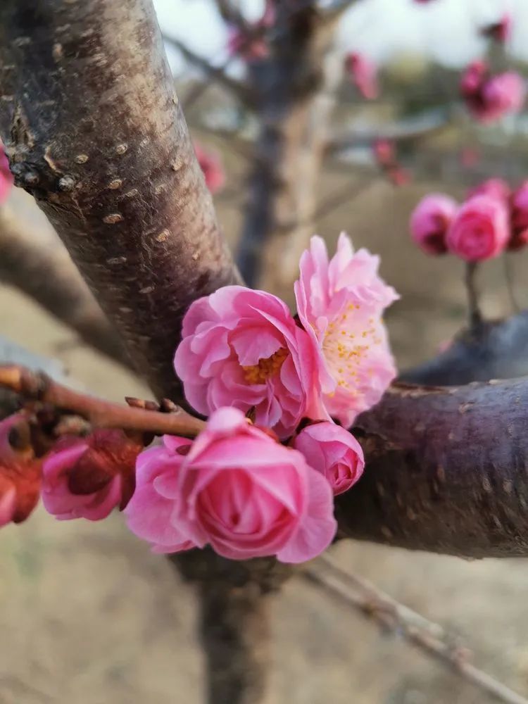 饮凤苑里看梅花