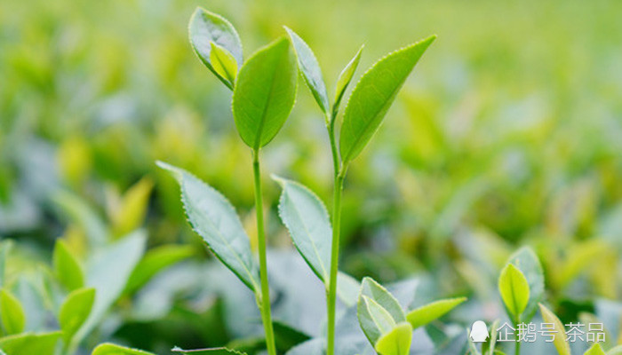 兰花以山涧生长为珍惜,那么茶呢?