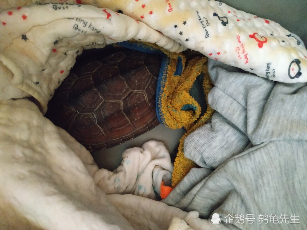 为何春季出眠后乌龟容易生病和死亡乌龟出眠死的原因分析与饲养注意