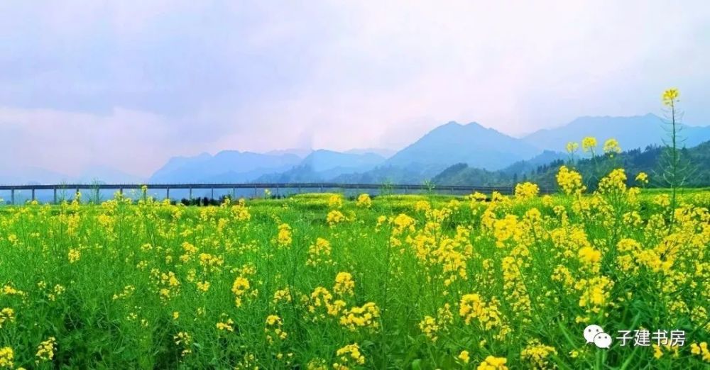 走进田园,享受着扑鼻的花香,享受着大自然的美景