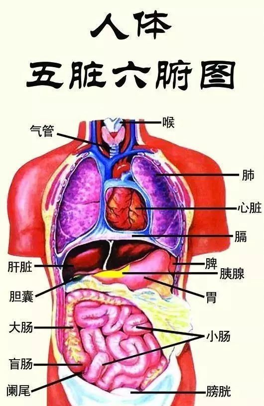 人体检查五脏六腑,为什么要抽血?