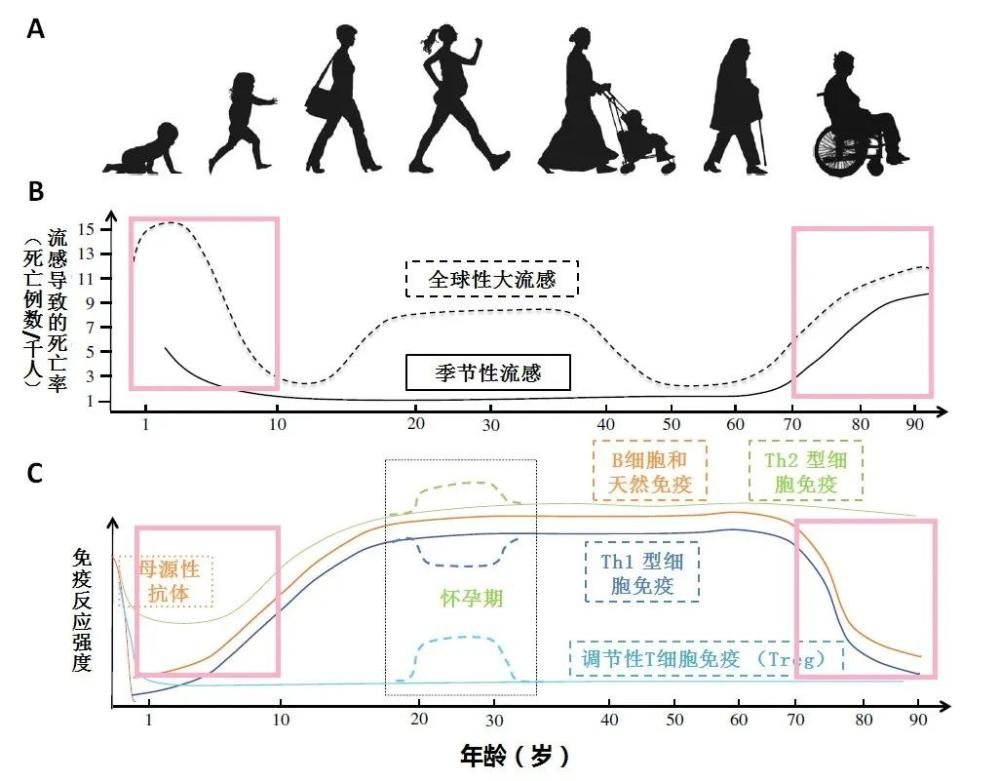 人的一生经历童年,少年,中年,老年四个阶段,一般而言,少年,中年阶段的