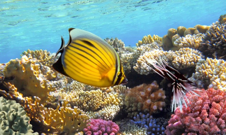 深海生物出现在浅海区域,研究员给它起名漂浮之城,它