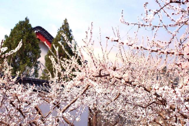 阳春三月 芒砀山万亩杏花含苞待放，静等君来！